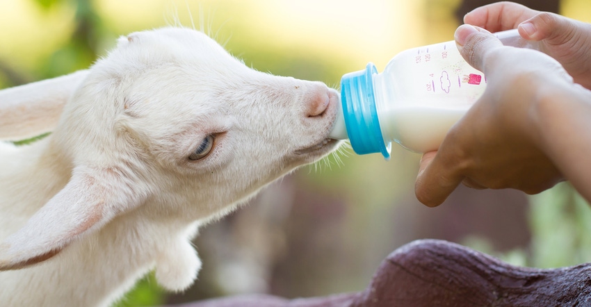 baby goat drinking from a bottle