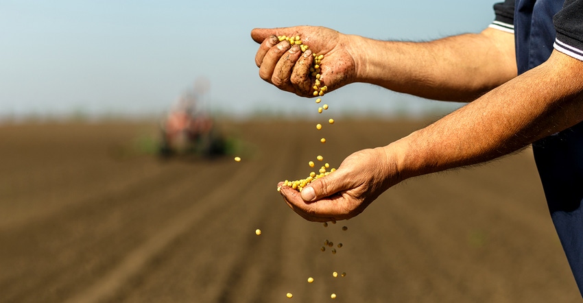 soybeans in the hands of a man in the field