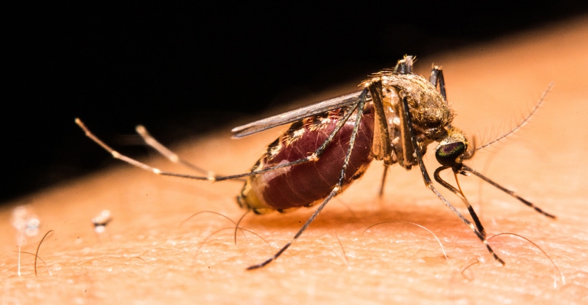 close-up-of-a-mosquito-sucking-blood-ThinkstockPhotos-477534050-web.jpg