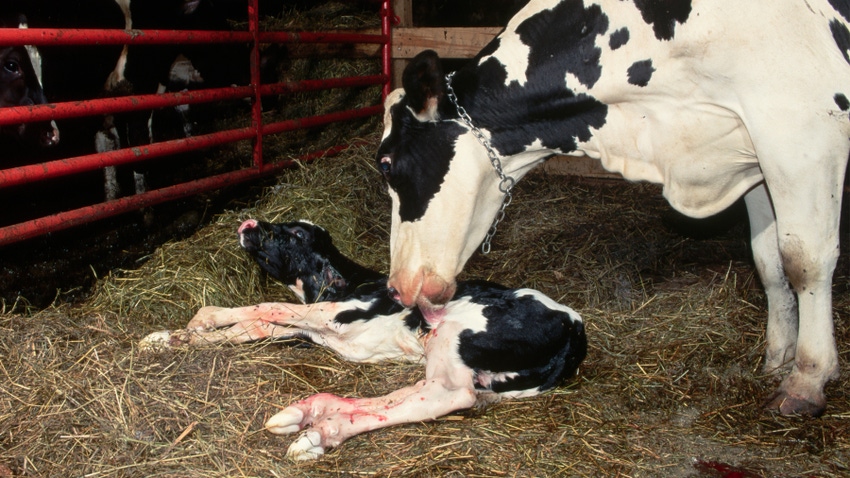 Holstein dairy cow licking a newborn calf