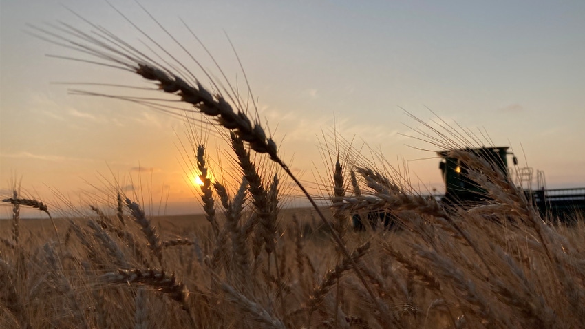 wheat with sun setting in background