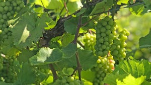 green grapes growing on the vine