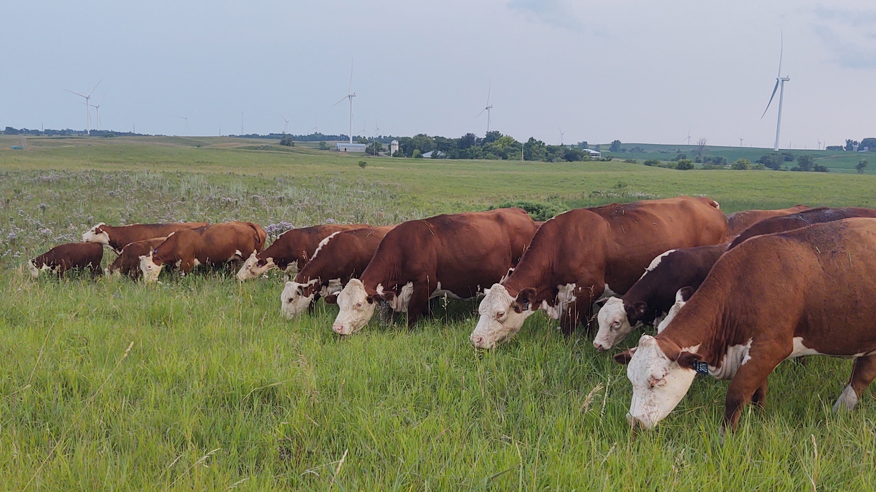 Heart Cattle - cattle grazing in field