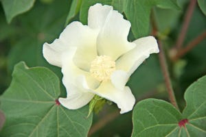 cotton-blossoms-staff-dfp-0884.jpg