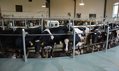 Helping to ensure Minnesota's dairy industry - Dairy Star