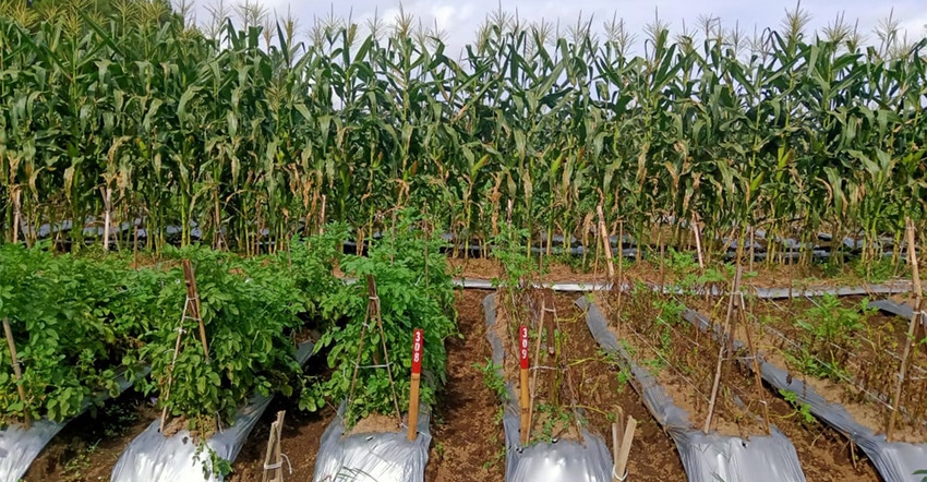 GMO late blight resistant potato plants