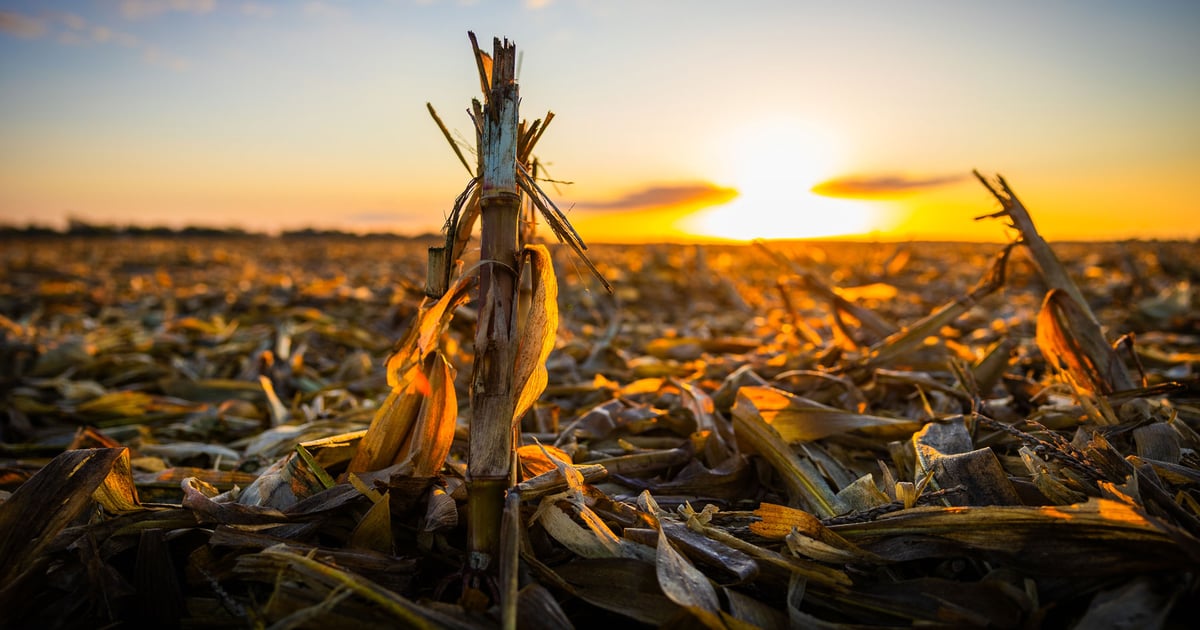 IL Corn Growers sues U.S. EPA and U.S. DOT