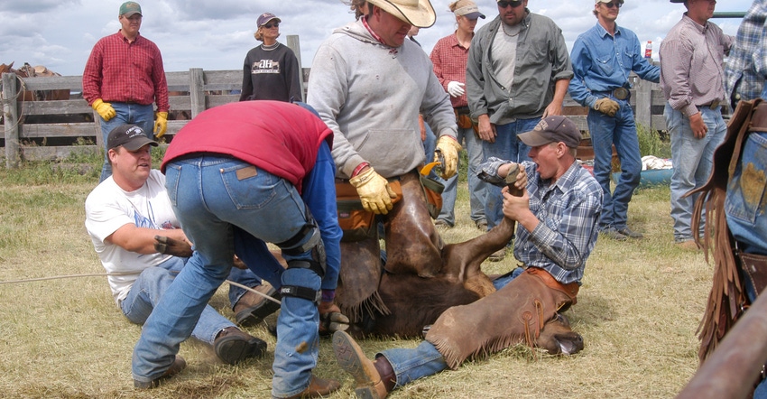 A group of cowboys working together to rope and brand calves