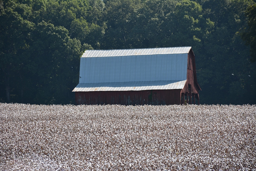 DeltaSmithWestTennesseeCotton.JPG