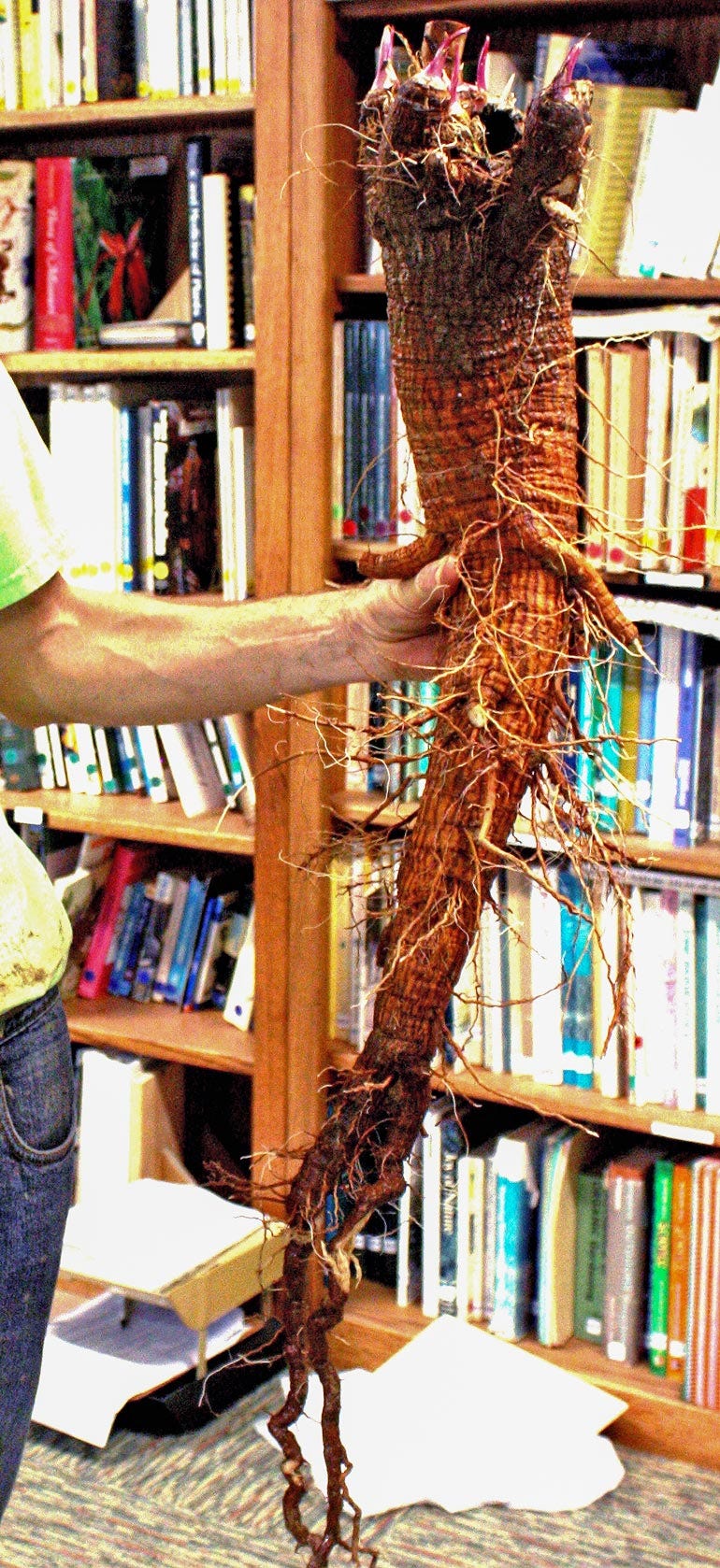 A man's hand holding a large root of a compass plant