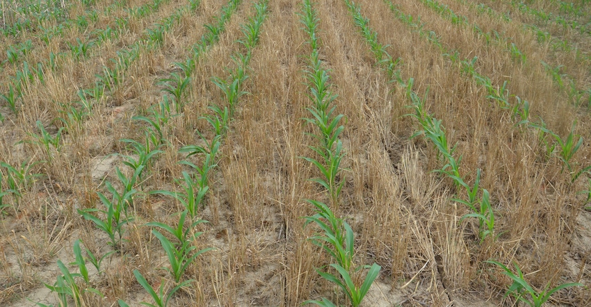 no-till corn planted into a cover crop