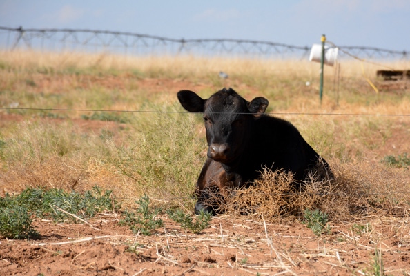 drought livestock.jpg