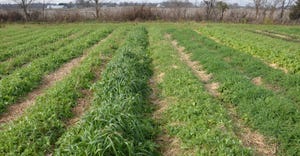 rows of vegetable crops