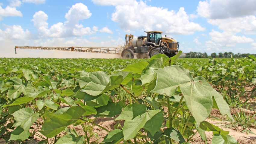 Close up of cotton plant, with ground rig in the background with spray booms extended, spraying the cotton field.