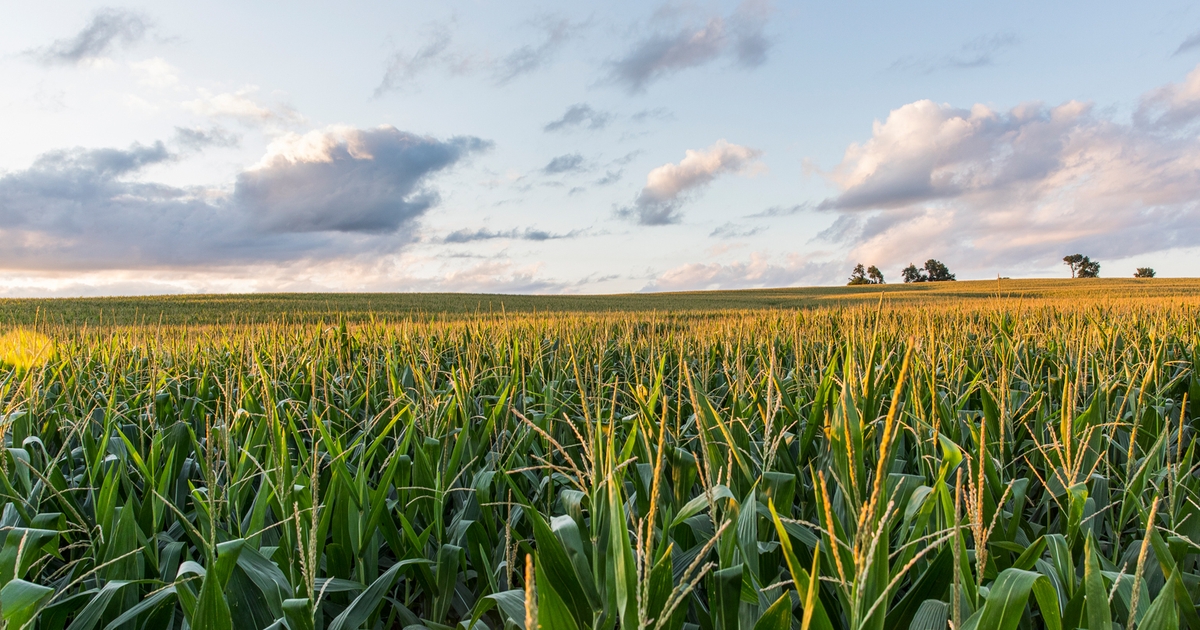 MSU to host agriculture and natural resources field days