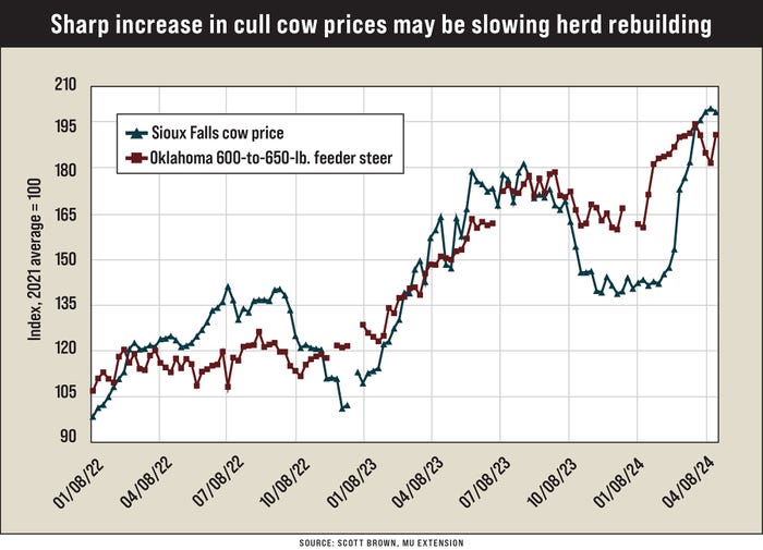 A graphic chart showing how sharp increase in cull cow prices may be slowing herd rebuilding