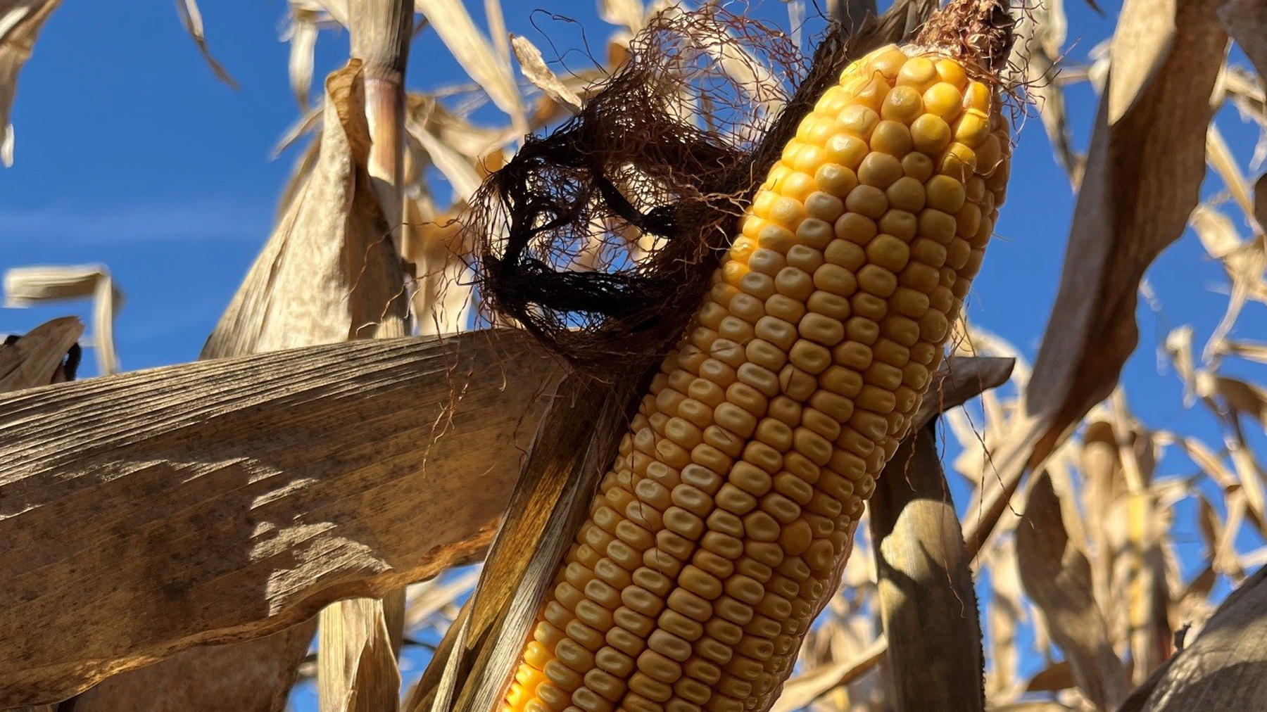 After rampant rainfall, call your crop insurance agent