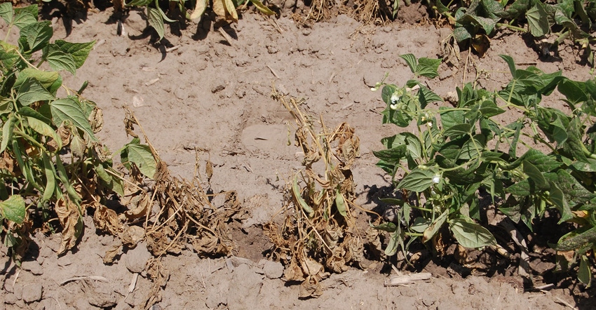 Dry edible beans infected by bacterial wilt in a field in Morrill County