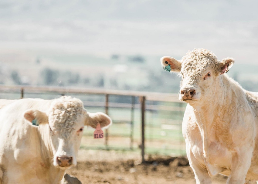 6-22-21 feed efficiency Vytelle%20Releases%20Public%20Feed%20Efficiency%20Database.jpg 6-22-21 feed efficiency Vytelle%20Releases%20Public%20Feed%20Efficiency%20Database.jpg