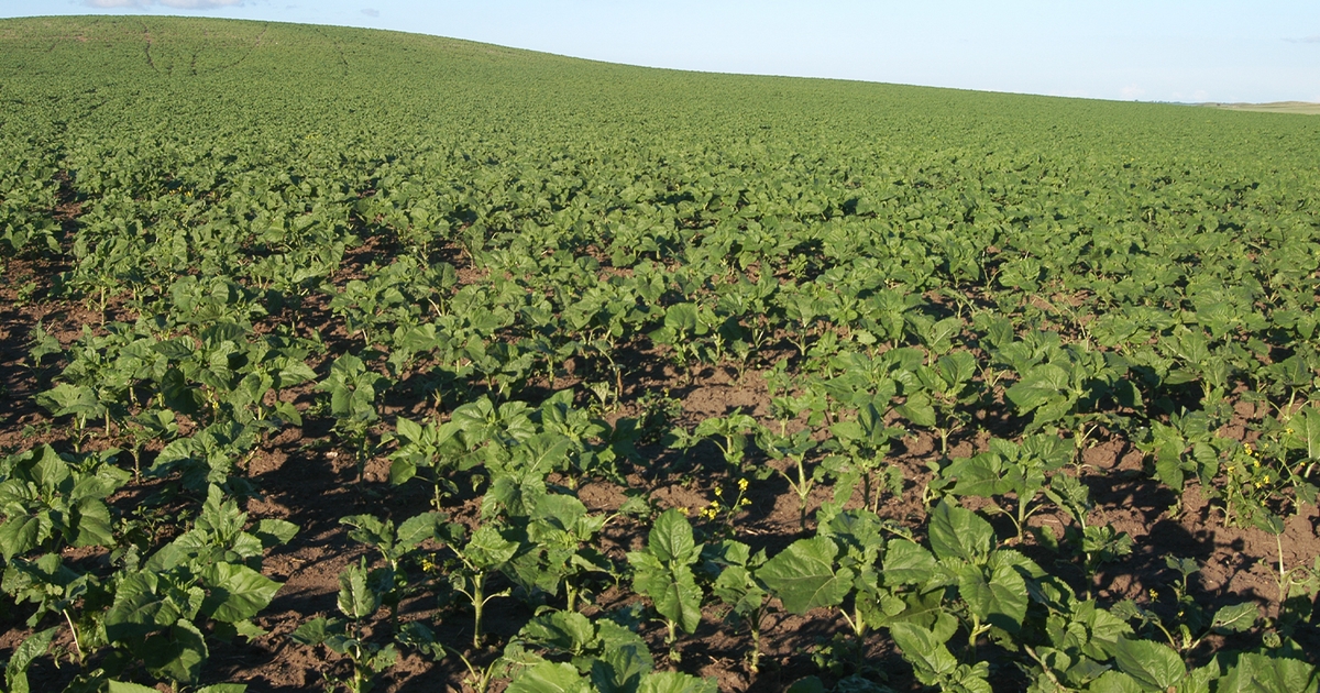 FMC introduces new Authority Edge sunflower herbicide