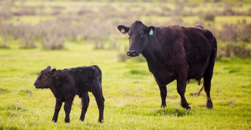Beef cattle and calf