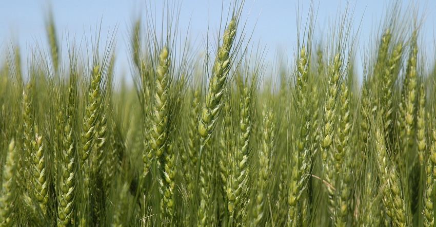 closeup of green wheat heads