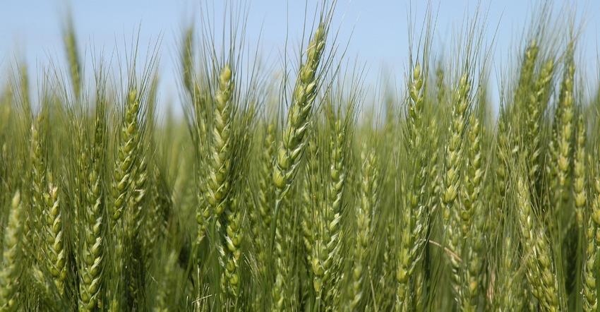 closeup of green wheat heads closeup of green wheat heads