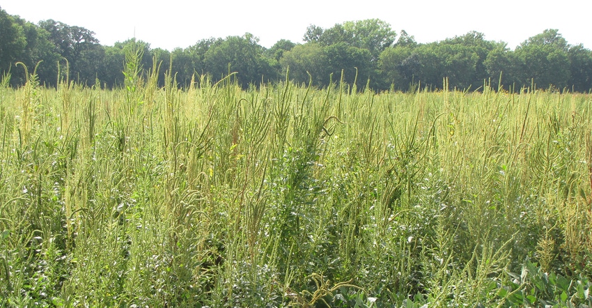 Resistant Palmer amaranth overtakes a field of soybeans