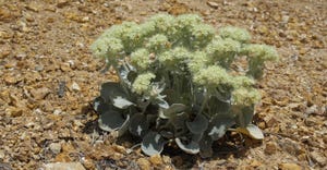 granite buckwheat