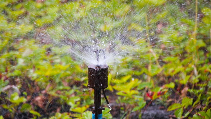 Post-harvest irrigation in almonds