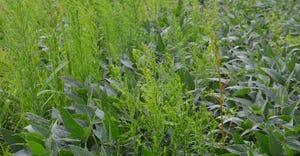 marestail overtaking soybeans