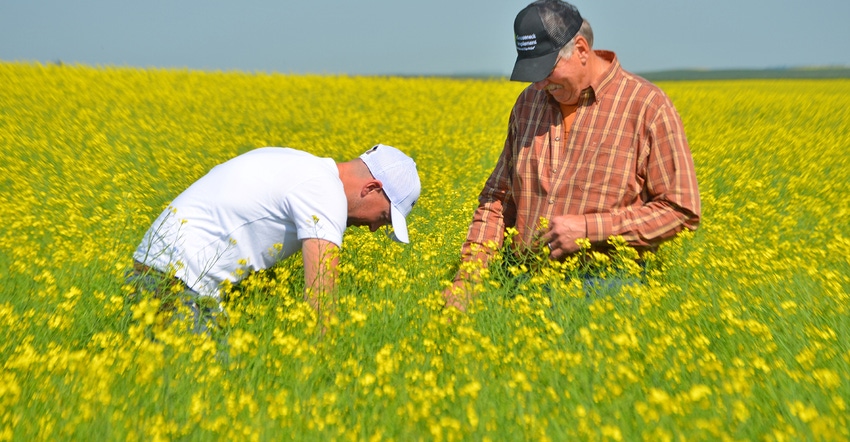 Two growers inspect canola in the field