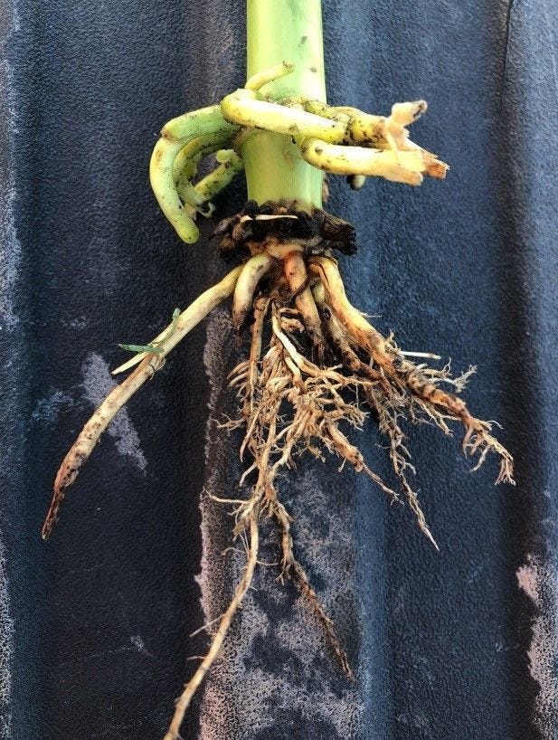 4-12-22 corn rootworm 1.jpg