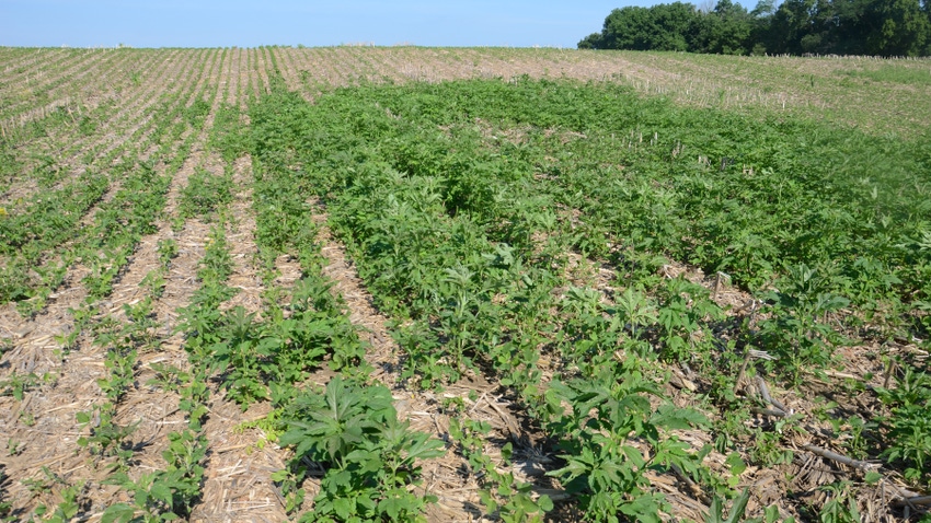 soybean field riddled with weeds