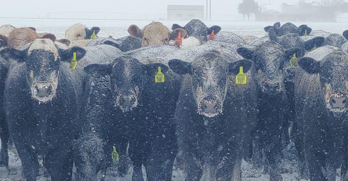 swfp-shelley-huguley-livestock-snow-21-smalljpg.jpg swfp-shelley-huguley-livestock-snow-21-smalljpg.jpg