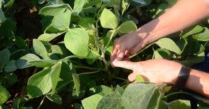 hand pointing to soybean plants