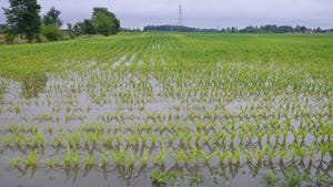  A flooded cornfield