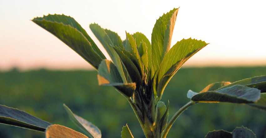 Close up of alfalfa in field