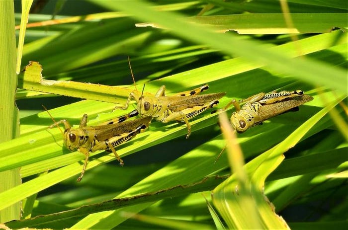 5-04-21 Grasshoppers_image2.jpg