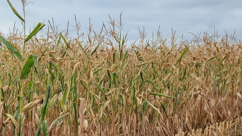 Cornfield affected by drought