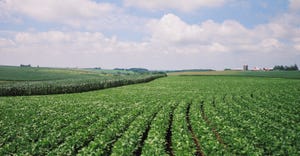 soybean fields with farmstead in background