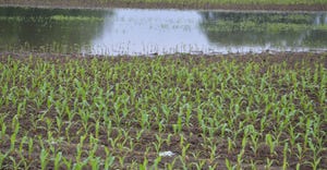 flooded cornfield