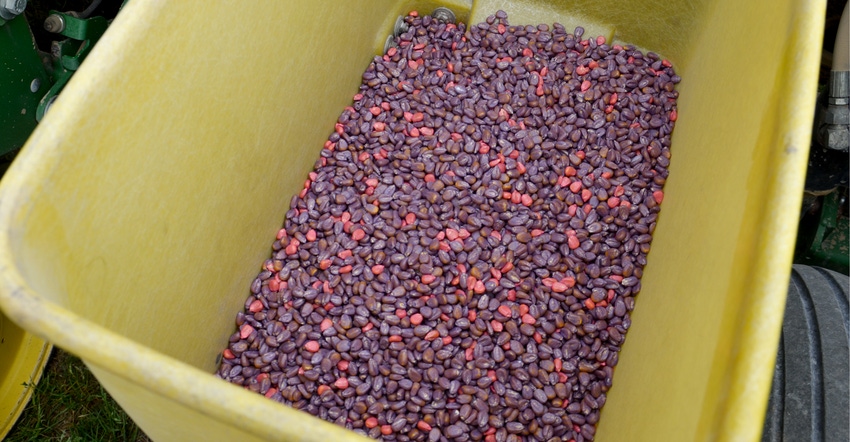GMO corn seed in bin