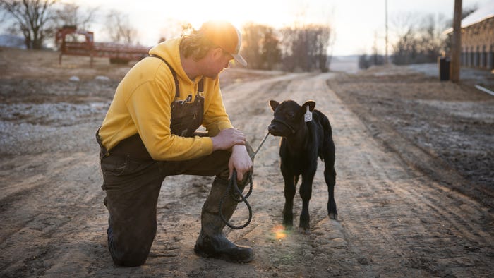 farmer kneels beside black baby calf on a dirt road