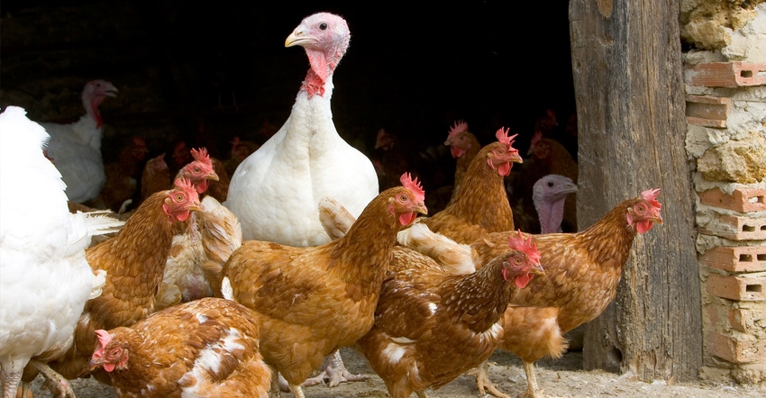 Turkeys and hens Turkeys and hens