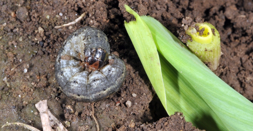 black cutworm