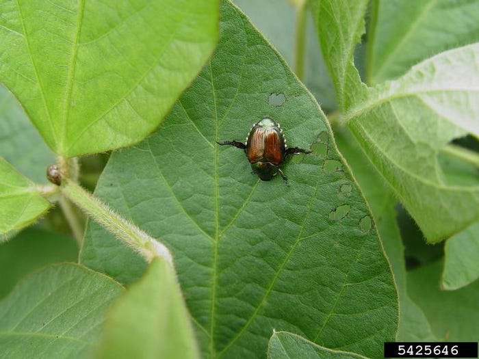 Japanese beetles--illinois_0.jpg