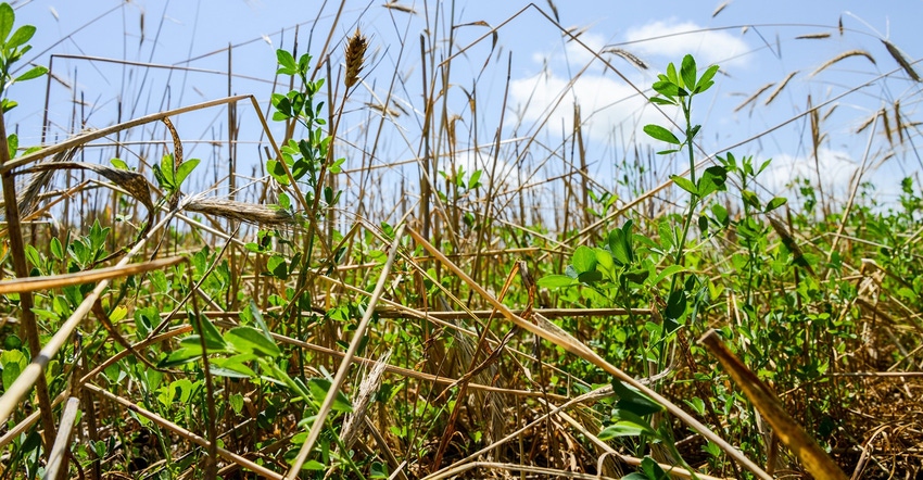 No-tilling alfalfa into rye improves erosion control