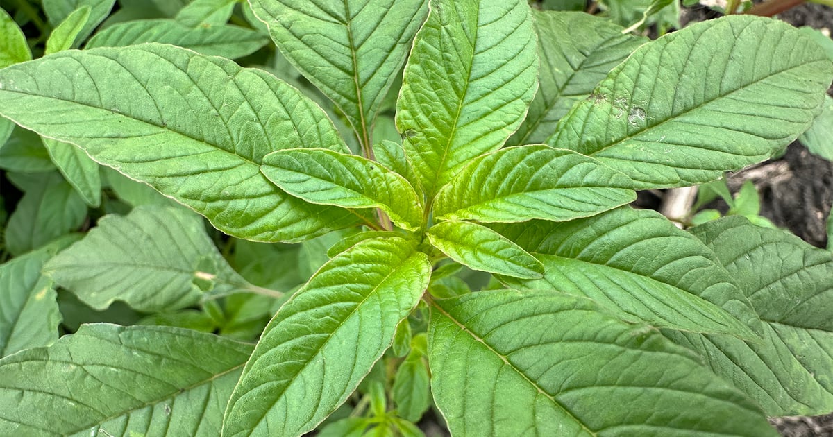 Weed science for beginners: What you need to know