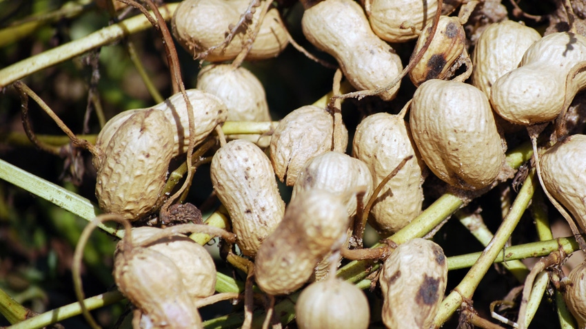 Dug peanut pods in field.